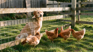 Un chien calme assis derrière une clôture basse et sécurisée, tandis que plusieurs poules picorent tranquillement de l’autre côté dans un jardin rural.
