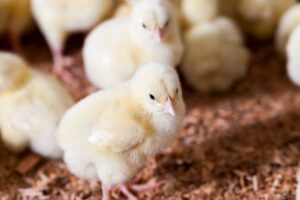 Des poules mortes gisent dans un poulailler, entourées de plumes éparpillées.