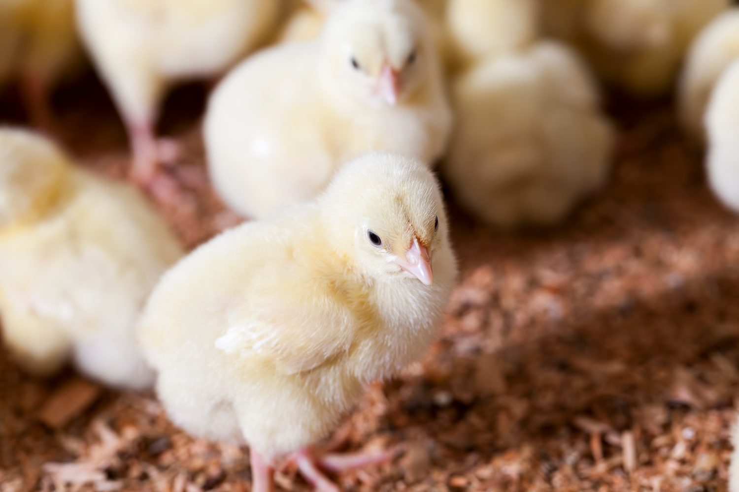 Des poules mortes gisent dans un poulailler, entourées de plumes éparpillées.